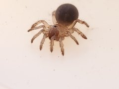 Bothriocyrtum californicum