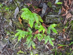 Pyrrosia polydactylos