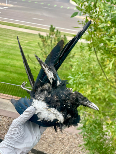Black-billed Magpie