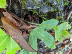 Pyrrosia polydactylos