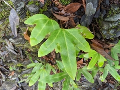 Pyrrosia polydactylos