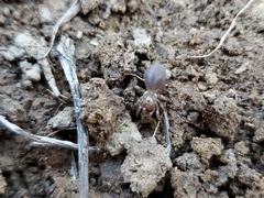 Bothriocyrtum californicum