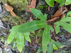 Pyrrosia polydactylos