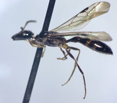 Chilicola polita