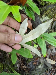 Pyrrosia polydactylos