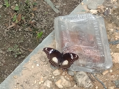 Hypolimnas bolina bolina