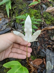Pyrrosia polydactylos