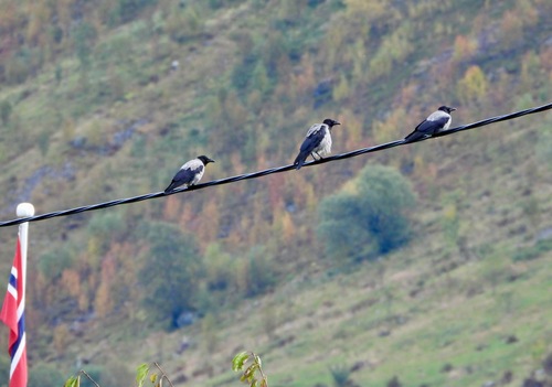 Hooded Crow