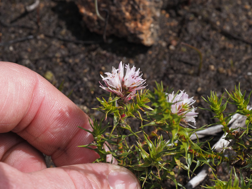 Andersonia sprengelioides observed 2026-10-04