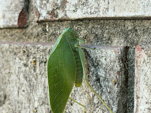 Greater Anglewing