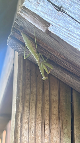 Carolina Mantis