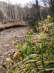 Carex longirostrata