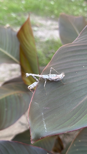 Carolina Mantis