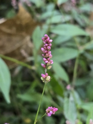 low smartweed