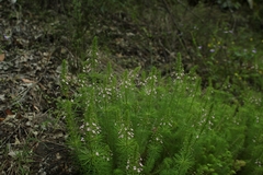 Stylidium adnatum