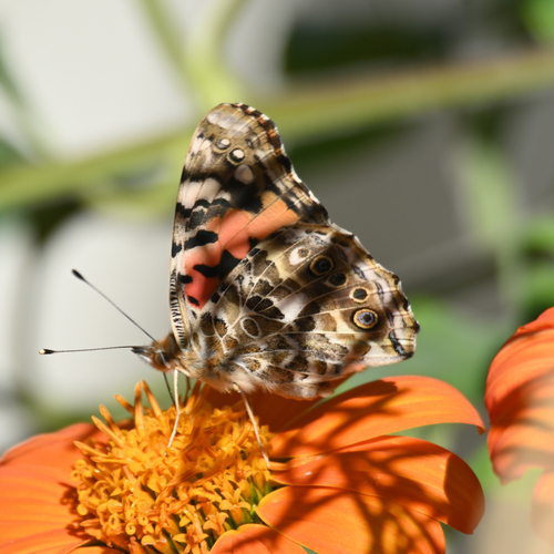 Painted Lady