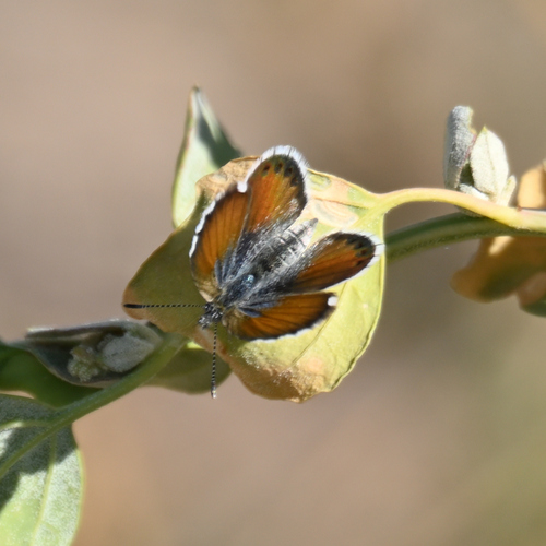 Western Pygmy-Blue