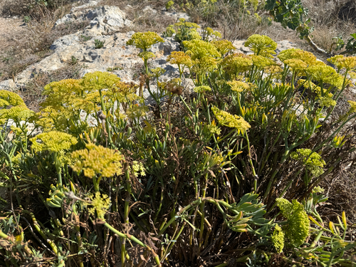 rock samphire