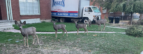 Mule Deer