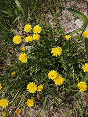 Taraxacum officinale