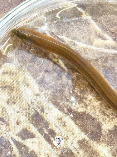 Monopterus albus observed 2026-10-05