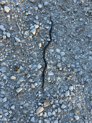 Ring-necked Snake