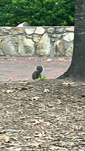 Eastern Gray Squirrel