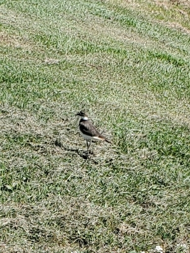 Killdeer