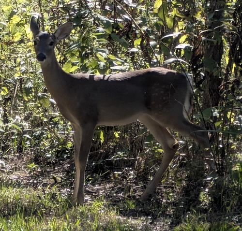 White-tailed Deer