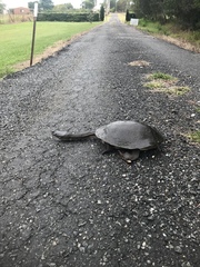 Chelodina expansa