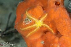 Ophiothrix