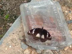 Hypolimnas bolina bolina