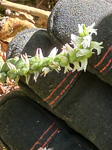 Oval Ladies' Tresses