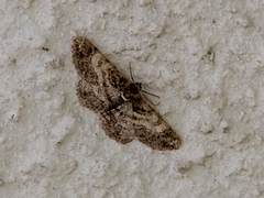 Cleora cinctaria