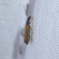 Rhagonycha lignosa