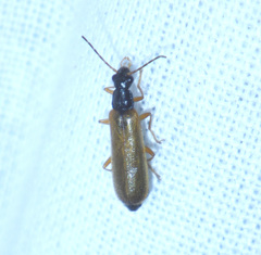 Rhagonycha lignosa