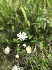 Thalictrum petaloideum