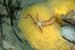 Ophiothrix caespitosa