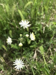 Thalictrum petaloideum