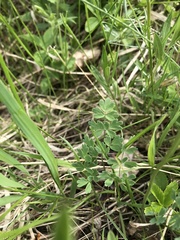 Thalictrum petaloideum