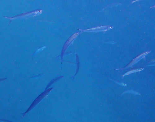 Sardinella observed 2026-09-30