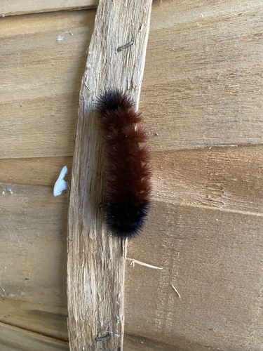 Isabella Tiger Moth