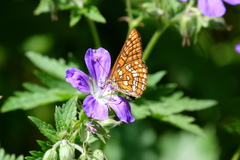 Euphydryas intermedia