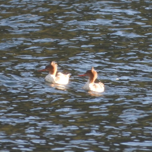 Red-breasted Merganser