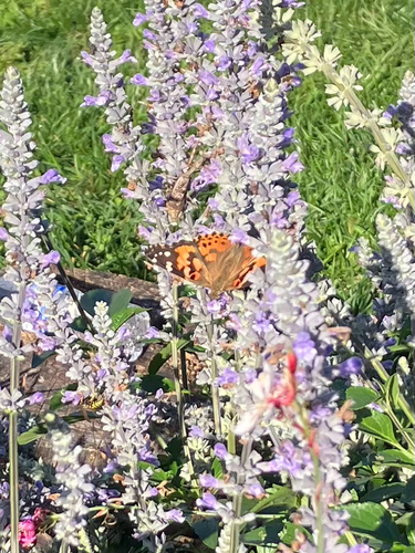 Painted Lady