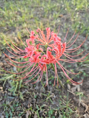 red spider lily