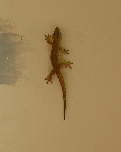 Hemidactylus frenatus observed 2026-09-28