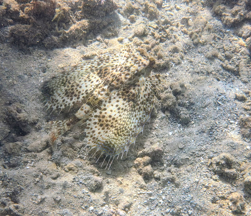 Dactyloptena observed 2026-10-06