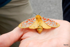 Mpanjaka gentilis