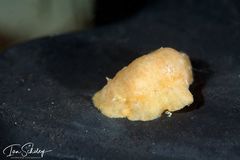 Sclerodoris trenberthi